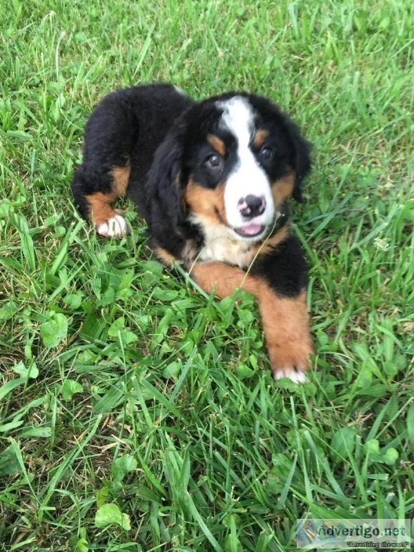 APRI Reg. Bernese Mountain Dog Puppies