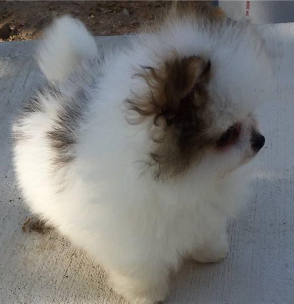 Beautiful Pomeranian Puppy