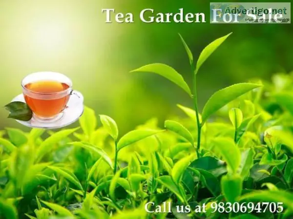 Tea Garden For Sale in Dooars with Best Price