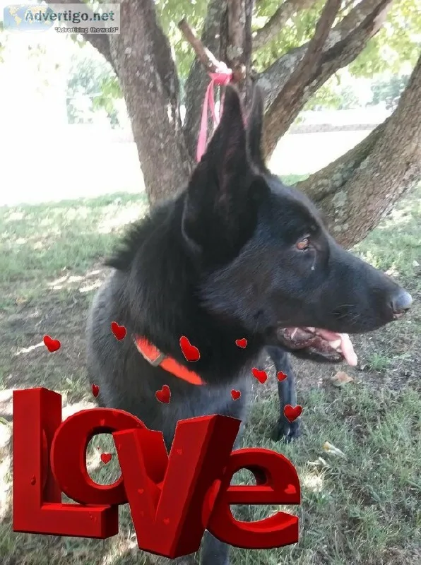 Akc Registered German Shepherd puppies for Sale