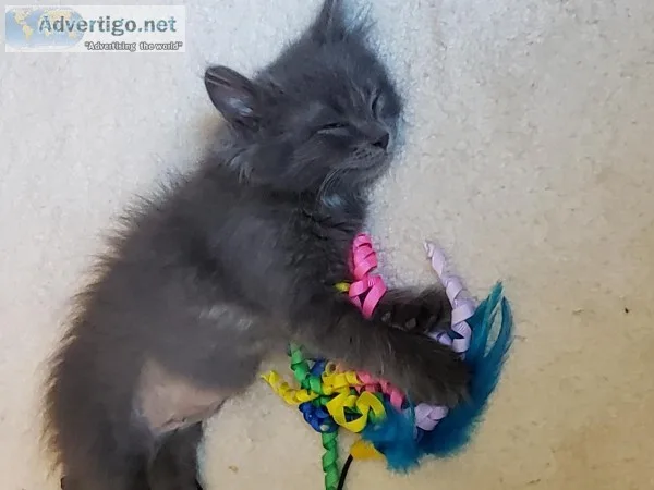 2 month old kitten (female)