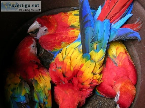 WarwickRhode Island Based Scarlet Macaw parrots