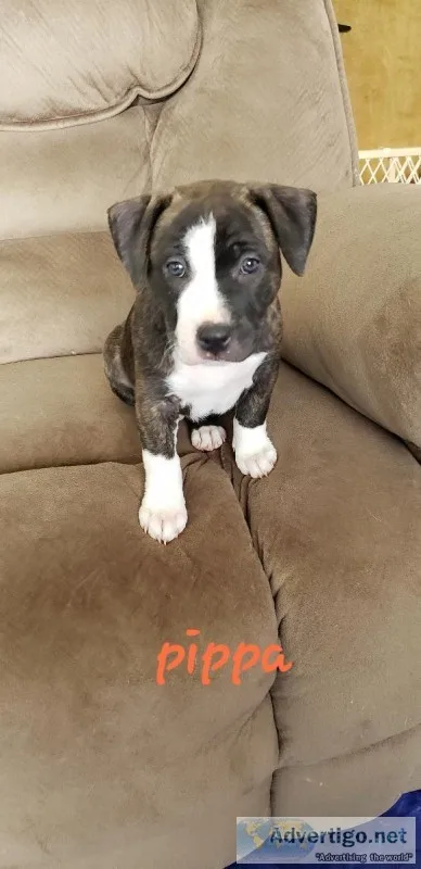 Blue Nose Pitbull Bully Puppies