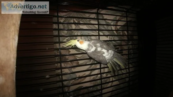 Cockatiel and cage