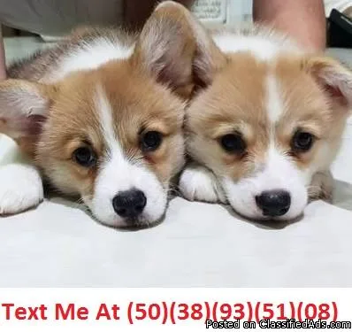 Pure Corgi PupsTo Forever Home