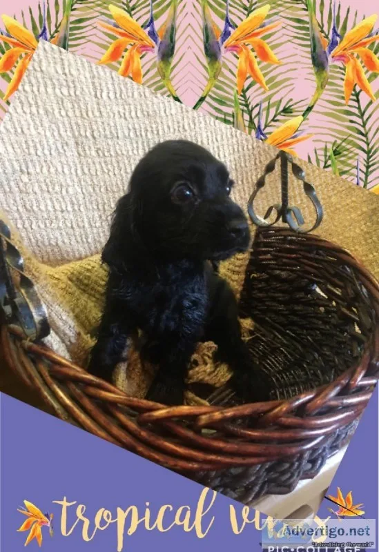 Cocker spaniel puppies 8 wks old