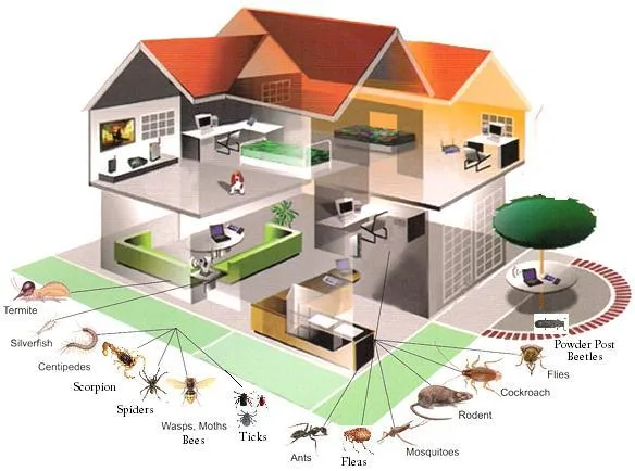 Residential Pest Control Service in Bangalore  Pest Control Serv