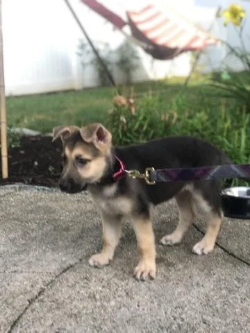 10 Week Old German Female Shepherd