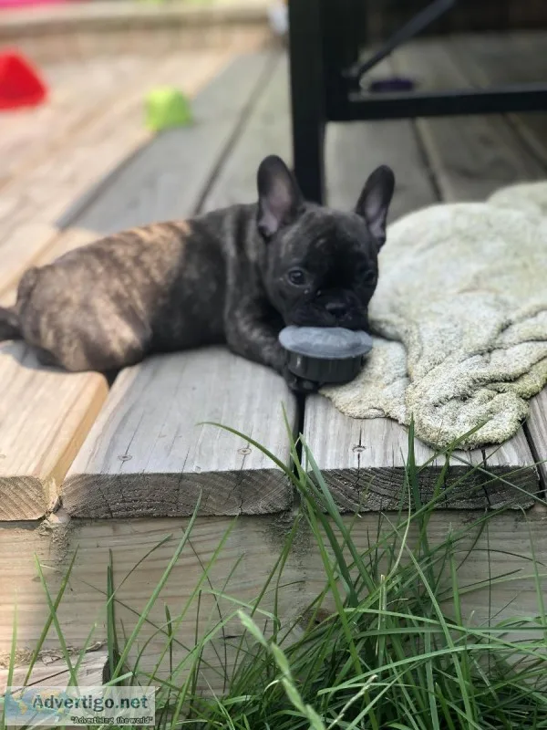 Female French Bulldog puppy