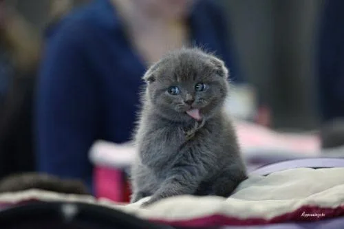 Quality Scottish Fold Kittens available