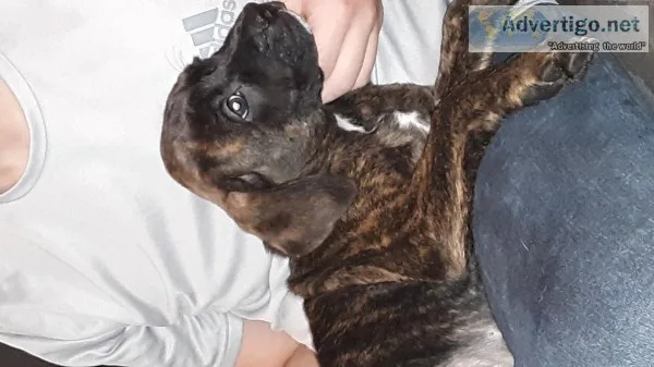 Boxador puppies