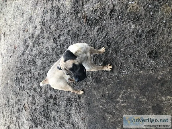 Boerboel Female