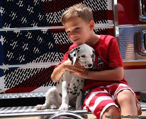 Dalmino Dalmatian puppies for sale