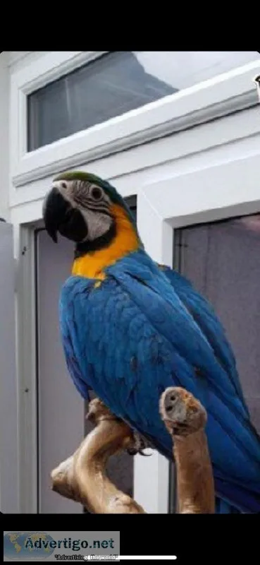 Supertame Blue and Yellow Macaw