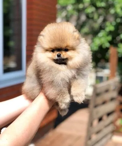 Super Teacup Poms pups