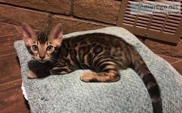 Sweet male Bengal kitten