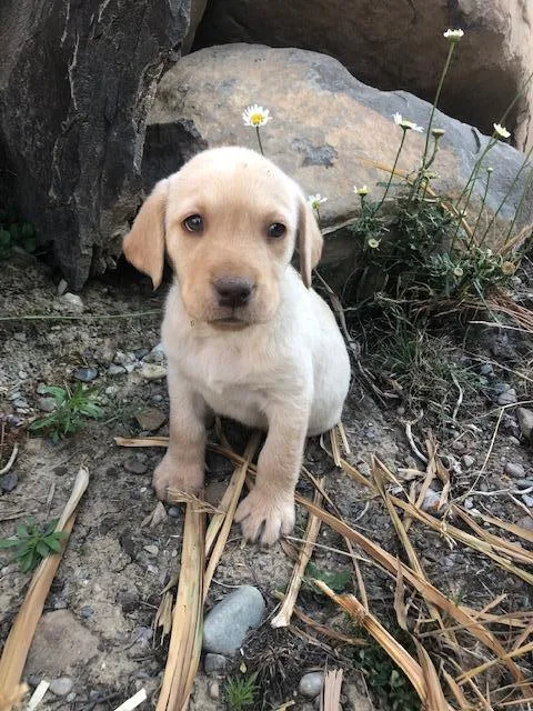 AKC Lab Puppies