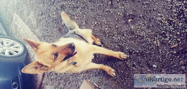 German shepard