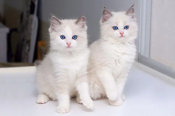 Gorgeous Ragdoll Kittens Available