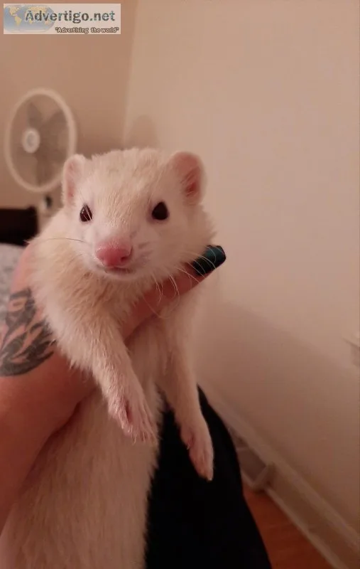 Ferret with cage