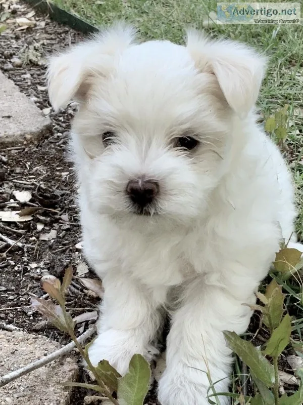 Registered Male Maltese