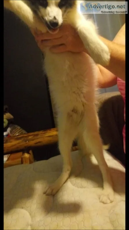 3 12 month old marble fox kit female...very socialized