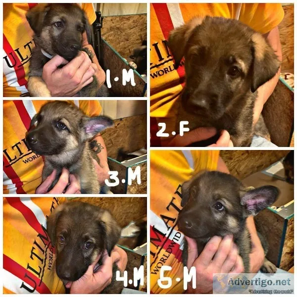Purebred German Sheperd pups