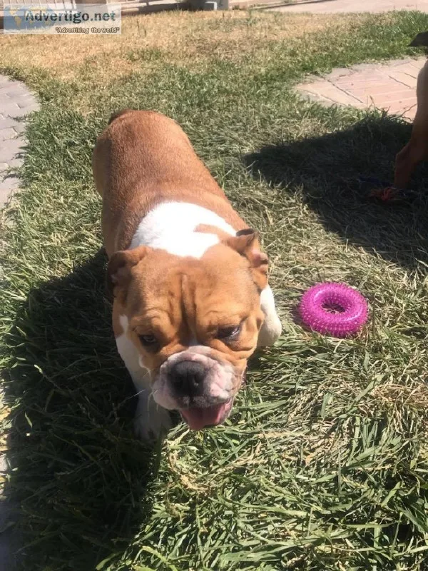English bulldog