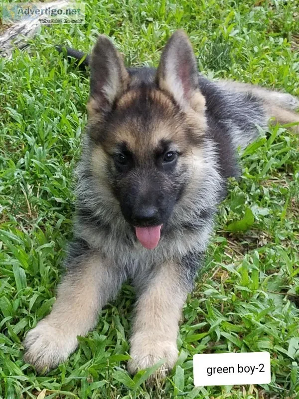 AKC German Shepherd puppies