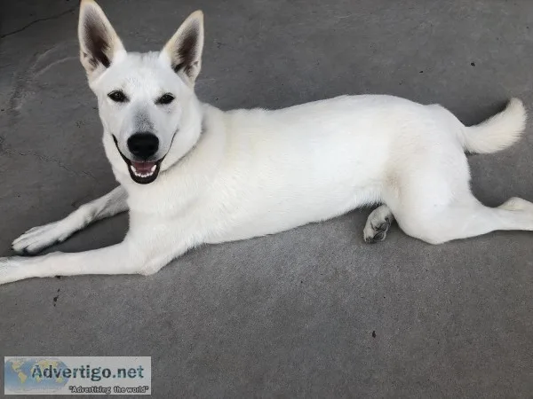 Beautiful LabRetrieverHusky mix