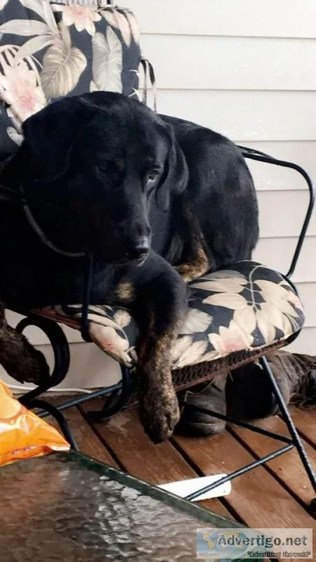 Lost black lab in Cincinnatus