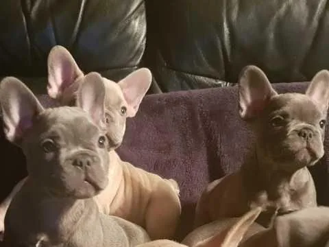 Four Left Kc Reg French Bulldog Puppies