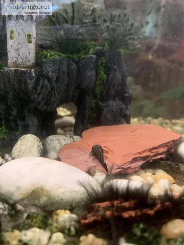 Baby plecostomus