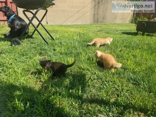 Free Kittens