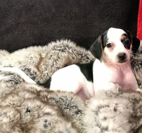 Absolutely beautiful and sweet boys Beagle pupshad 2nd round of 