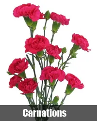 Midnight Flowers Delivery In Gurgaon