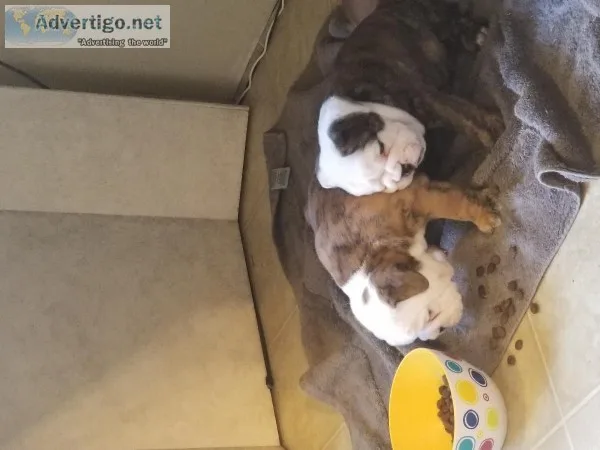 AKC English Bulldogs