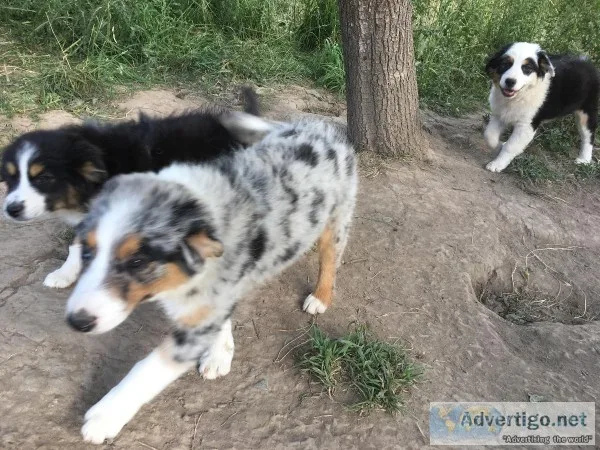 Aussie pups