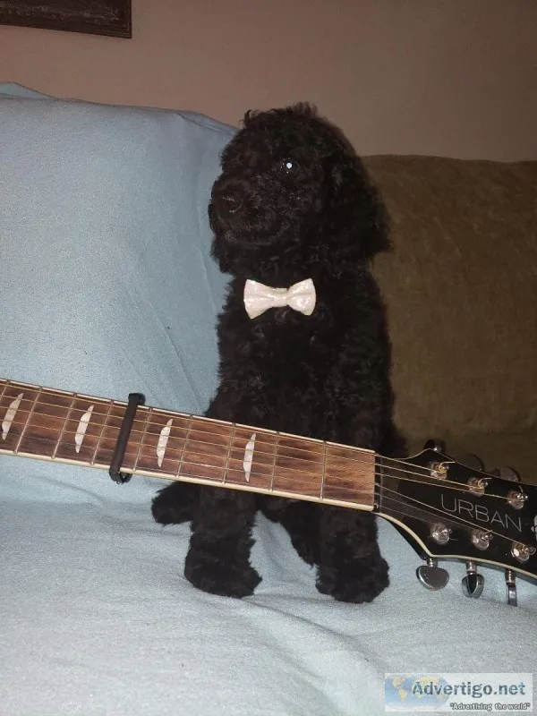 Standard Poodle Puppies