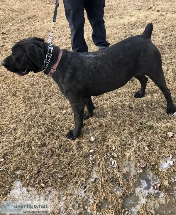 South African Boerboel