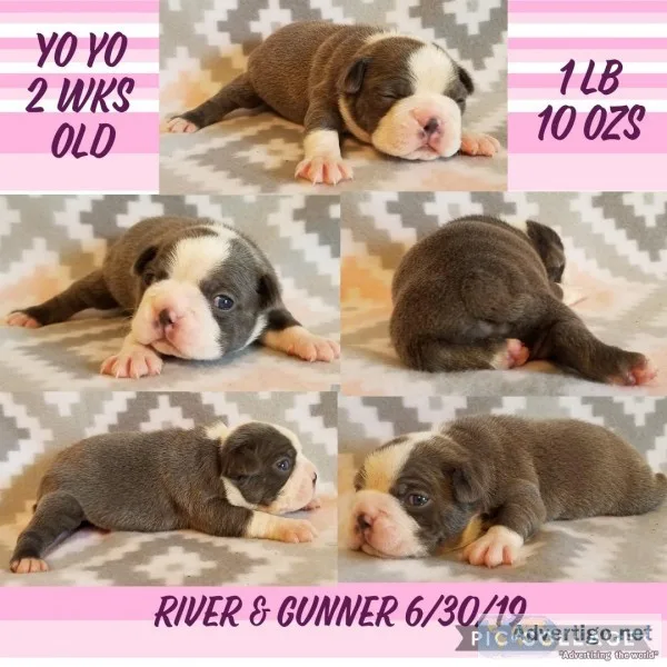 AKCCKC REG BOSTON BABIES