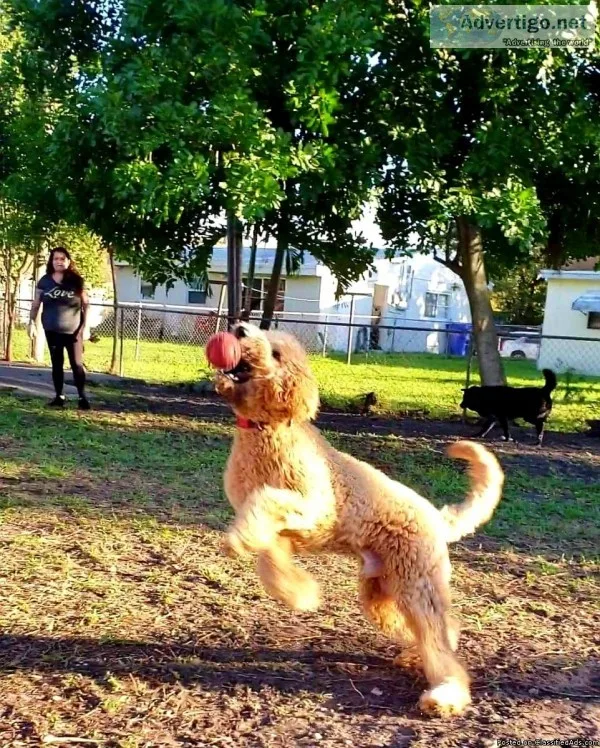 Pet sitting boarding daycare dog walks home visits pick up and d