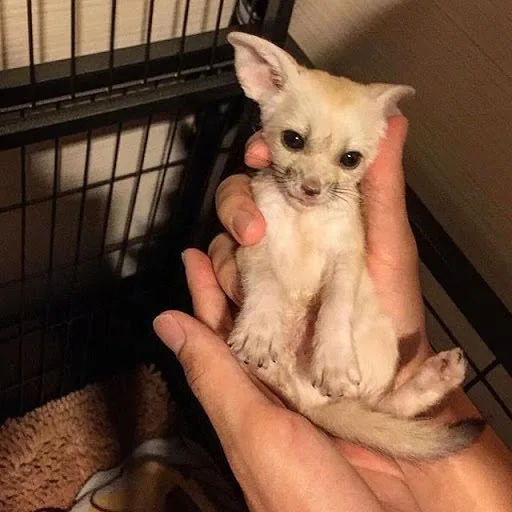 Fennec fox pet