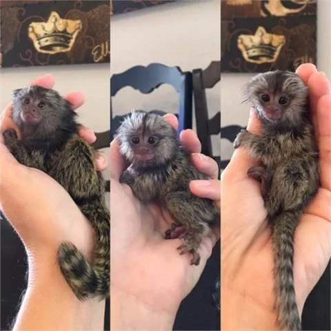 Marmoset/ monkeys for sale 