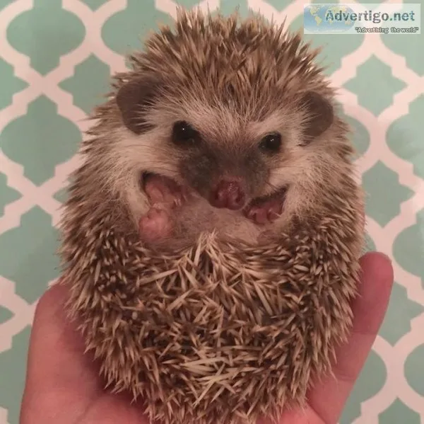 Hedgehogs for sale