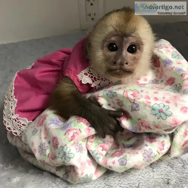Two tamed baby capuchin monkeys availabl