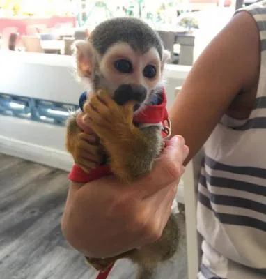 Top quality baby squirrel monkeys, 10 we