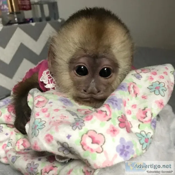Two tamed baby capuchin monkeys availabl