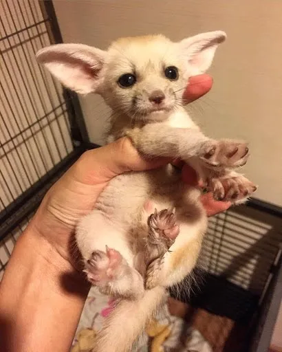 Fennec fox pet