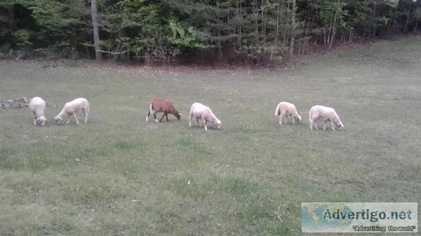 Katahdin  Hair Sheep Lambs